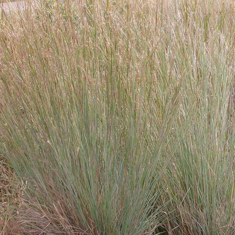 Schizachyrium scoparium 'Ha Ha Tonka' ~ Ha Ha Tonka Little Bluestem