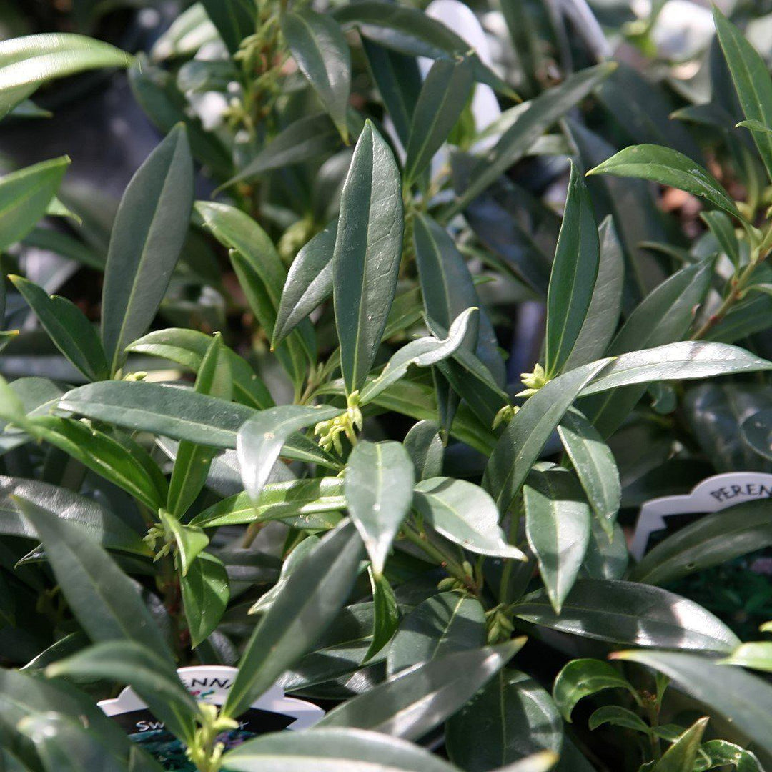 Sarcococca hookeriana var. humilis 'Sarsid1' ~ Caja dulce enana Fragrant Valley™