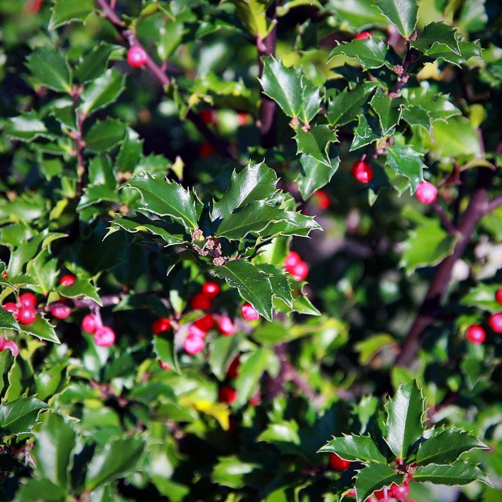 Ilex x meserveae 'Princesa Azul' ~ Princesa Azul Holly