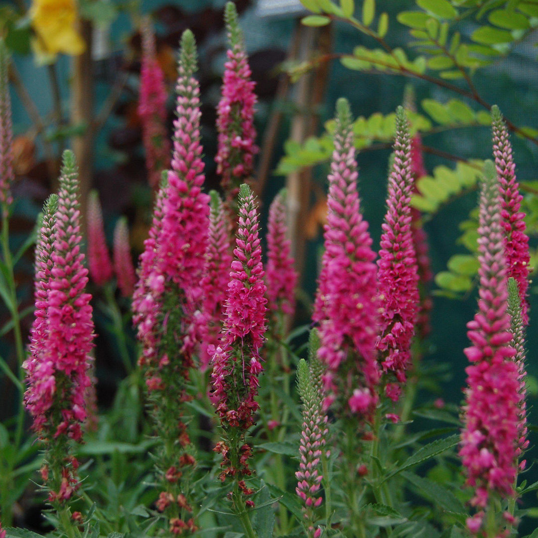 Veronica spicata 'Red Fox' ~ Red Fox Speedwell