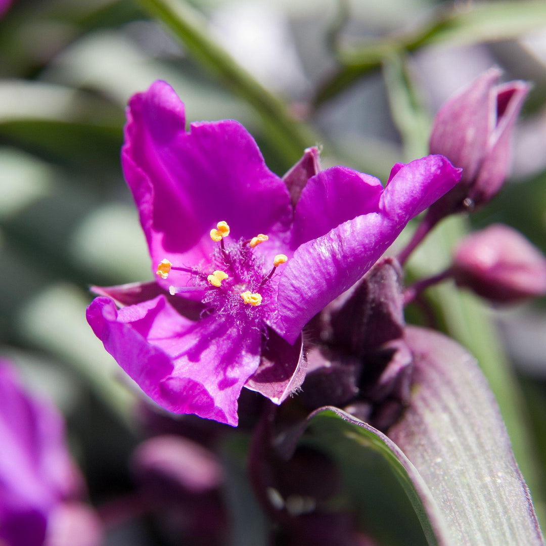 Tradescantia 'Concord Grape' ~ Concord Grape Spiderwort