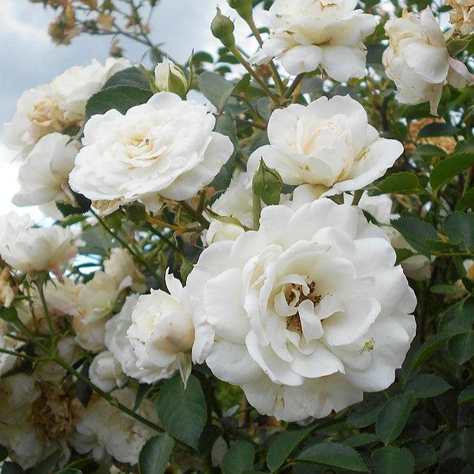 Rosa 'White Dawn' ~ White Dawn Rose