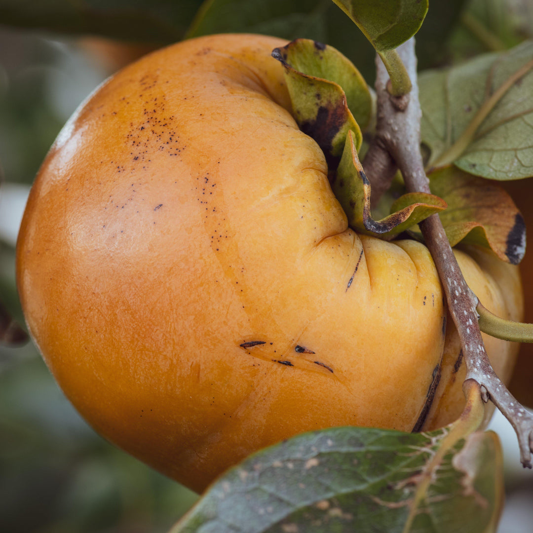 Diospyros kaki 'Fuyu' ~ Fuyu Japanese Persimmon