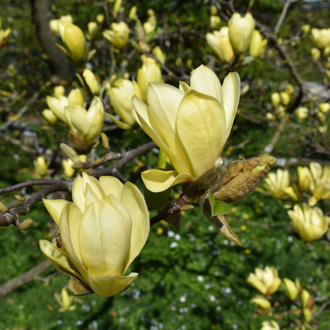 Magnolia x 'Mariposas' ~ Mariposas Magnolia