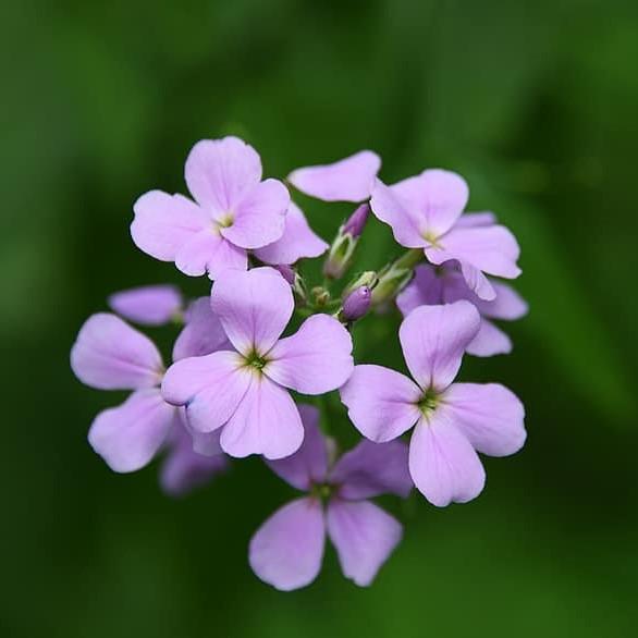 Phlox paniculata 'David's Lavender' ~ David's Lavender Garden Phlox