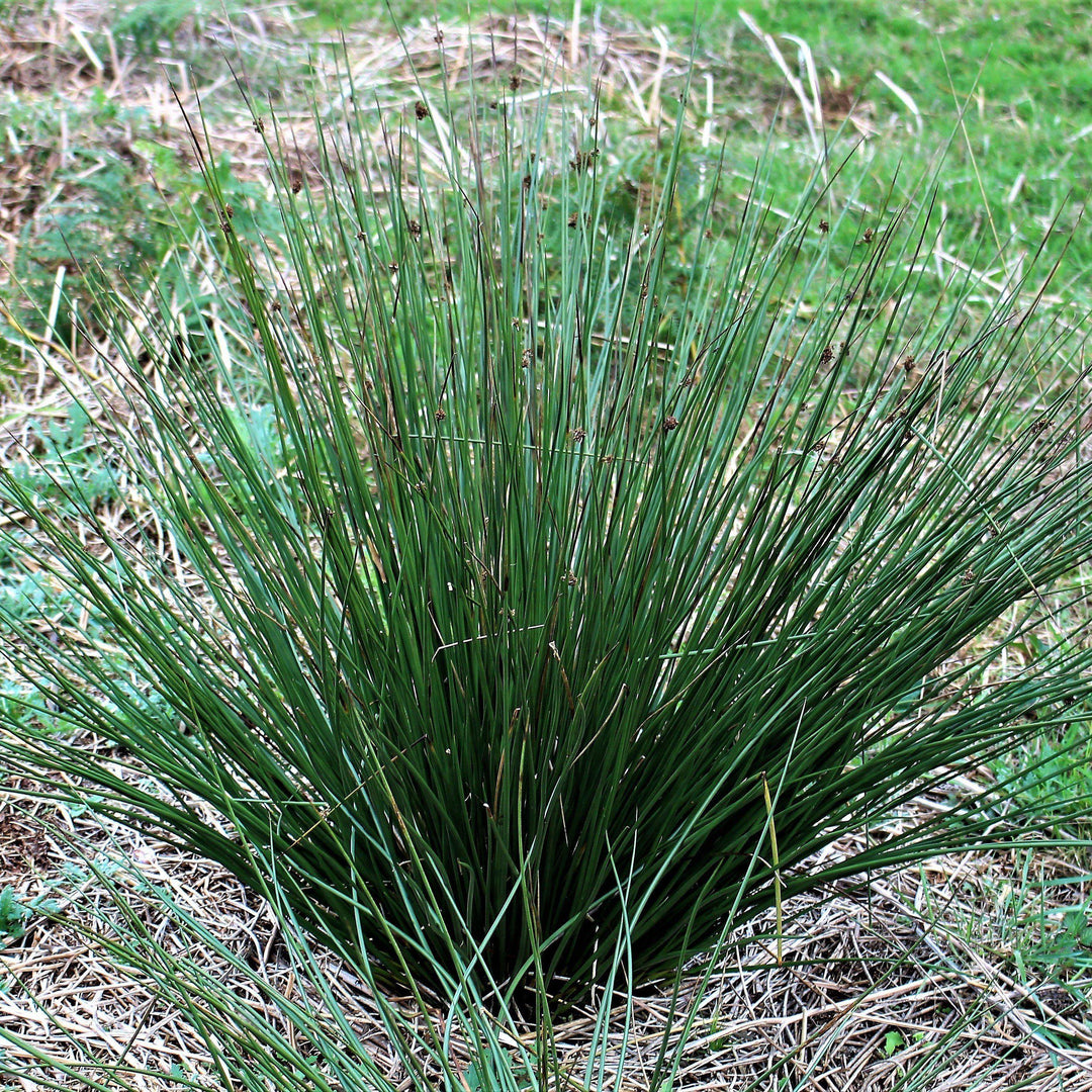 Juncus effusus ~ Rush suave