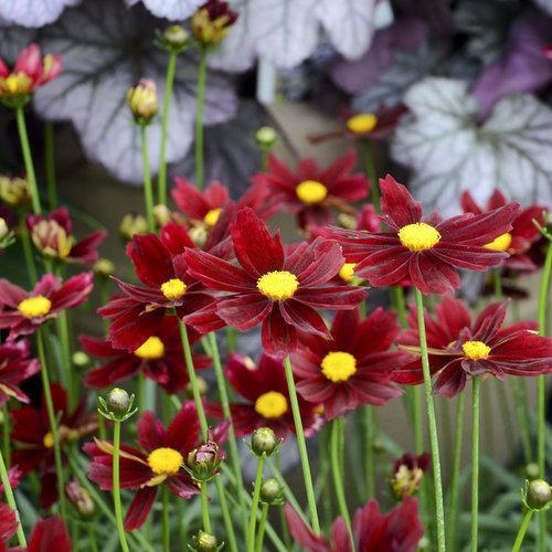 Coreopsis x 'Red Elf' ~ Lil' Bang™ Red Elf Tickseed