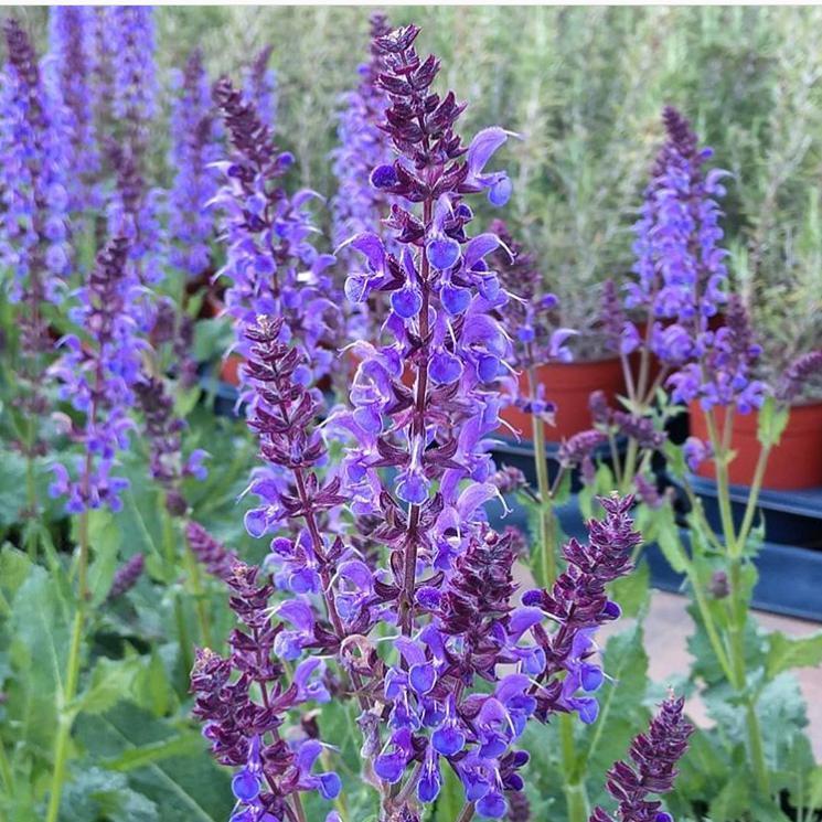 Salvia nemorosa 'Blue By You' ~ Blue By You Meadow Sage