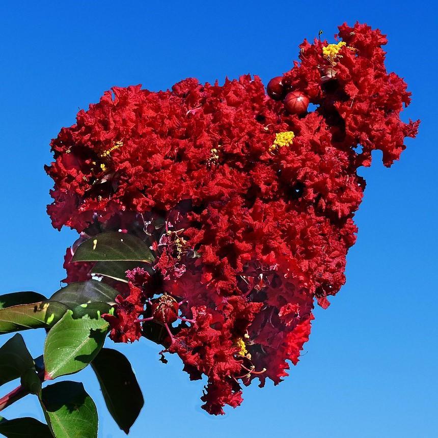 Lagerstroemia x 'GA 0701' ~ Princess Holly Ann™ Crape Myrtle