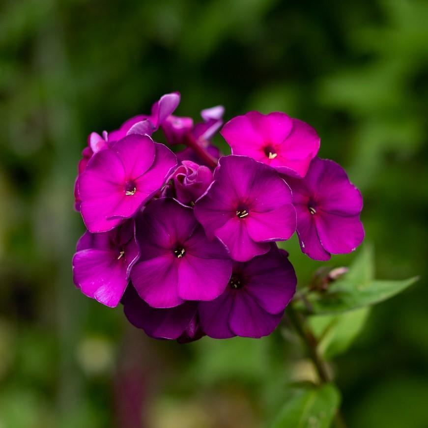 Phlox paniculata 'Düsterlohe' ~ Nicky Garden Phlox
