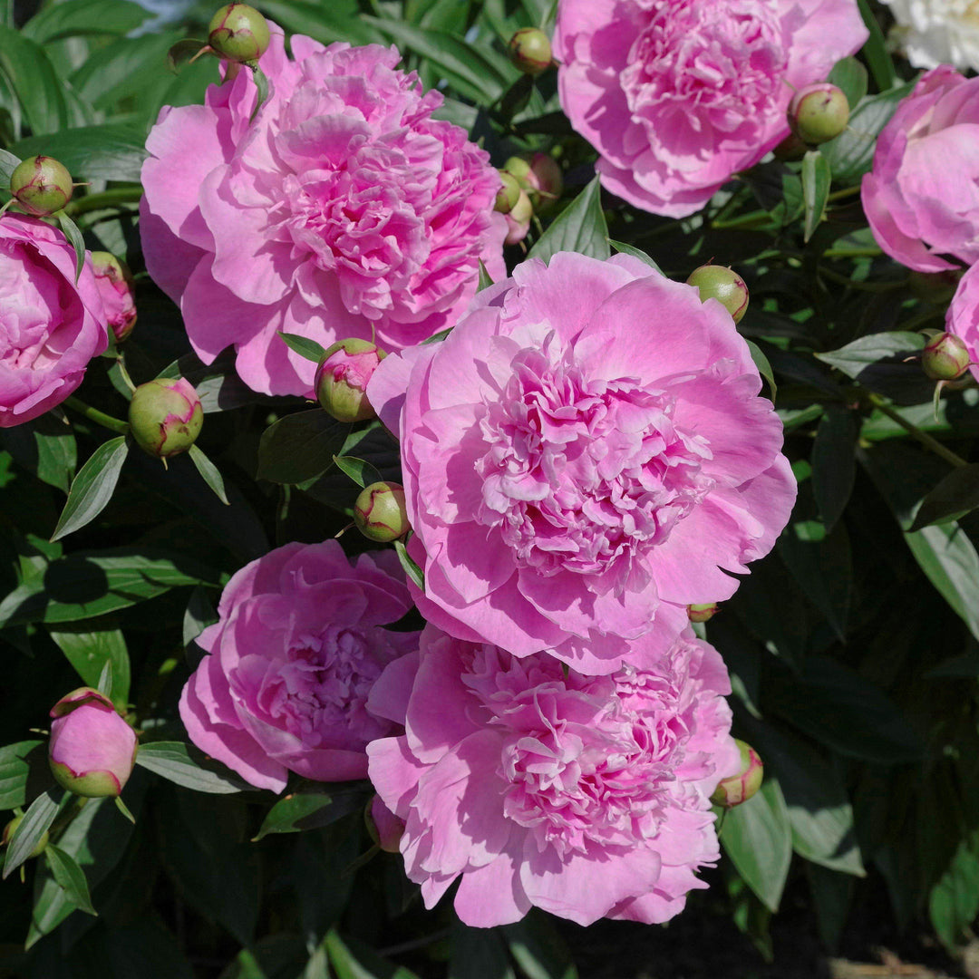 Paeonia lactiflora 'Dr. Alexander Fleming' ~ Dr. Alexander Fleming Peony
