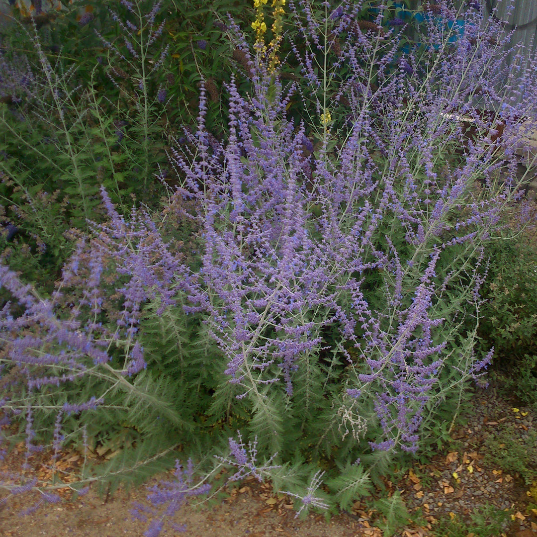 Perovskia atriplicifolia 'Blue Steel' ~ Blue Steel Russian Sage