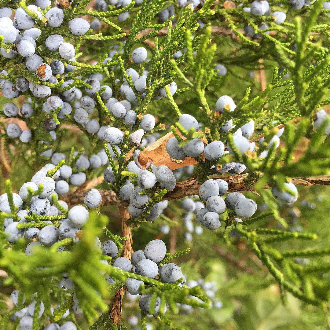 Juniperus virginiana ~ Cedro rojo oriental