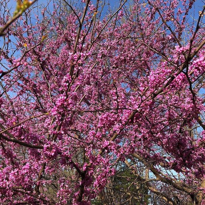 Cercis x 'Merlot' ~ Merlot Redbud