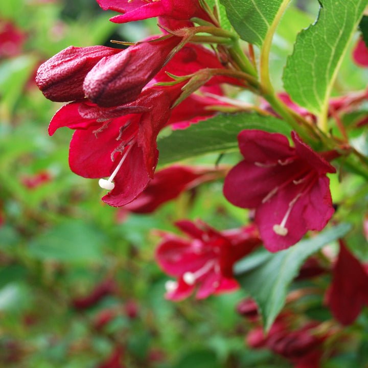 Weigela x 'Slingco 2' ~ Bloomin' Easy® Maroon Swoon® Weigela