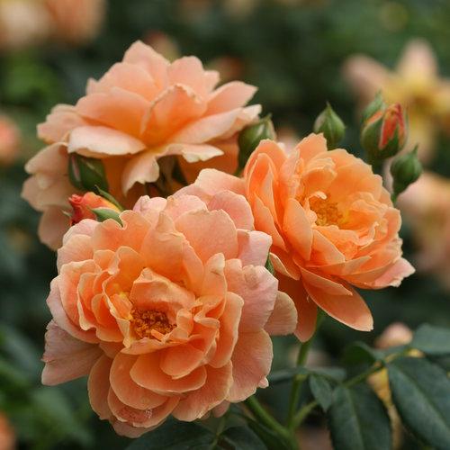 Rosa 'HORCOGJIL' PP 27541 ~ Ganadores probados® Color Choice® At Last® Rose