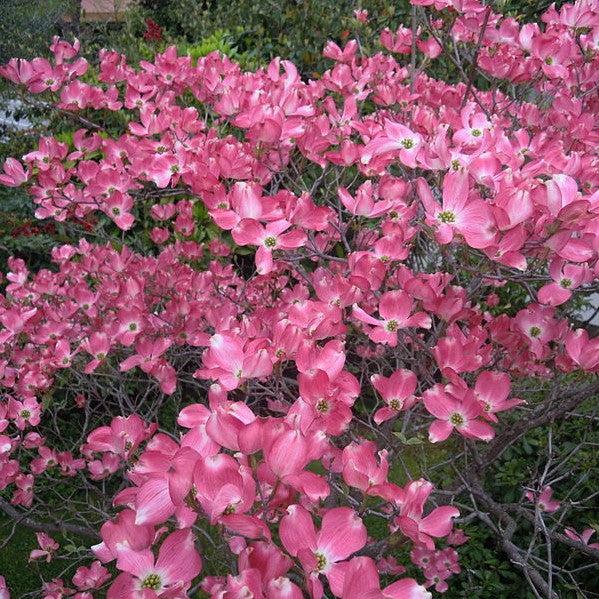 Cornus florida 'Rubra' ~ Cornejo de flores rosadas