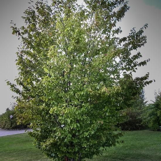 Parrotia persica 'Inge's Ruby Vase' ~ Ruby Vase® Persian Ironwood