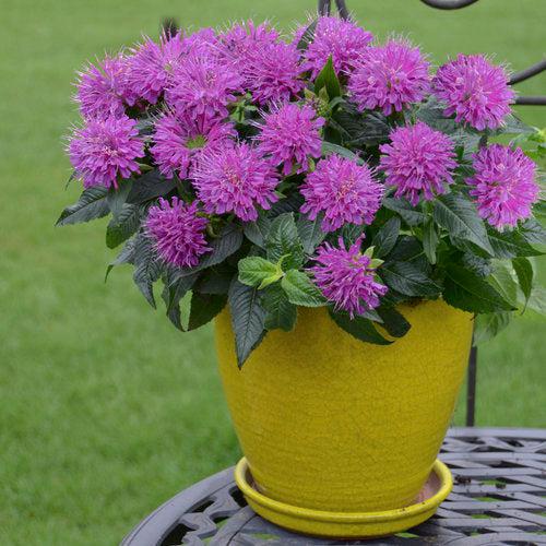 Monarda didyma 'Pardon My Purple' ~ Pardon My Purple Bee Balm