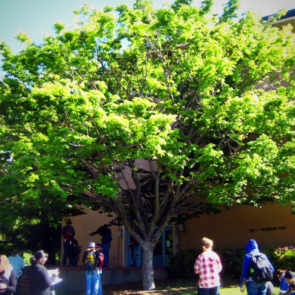 Zelkova serrata 'Green Vase' ~ Japanese Zelkova