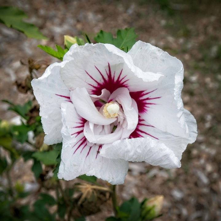 Hibiscus syriacus 'MINFREN' ~ First Editions® Bali™ Hibiscus