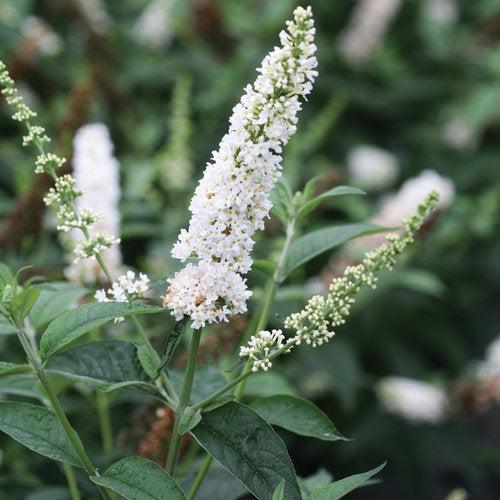 Buddleia x 'Miss Pearl' ~ Miss Pearl Butterfly Bush