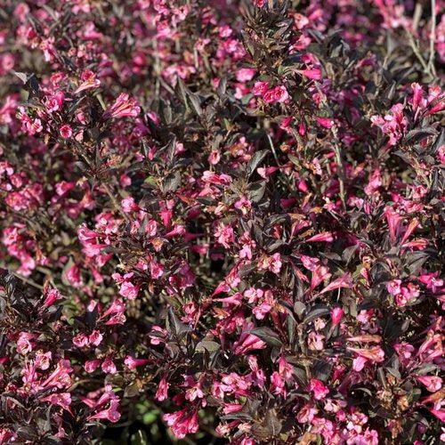 Weigela florida 'SMNWFDFPD' ~ Very Fine Wine® Weigela