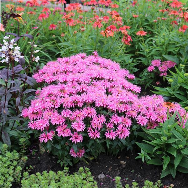 Monarda didyma 'Balbalmink' ~ Balmy™ Pink Bee Balm