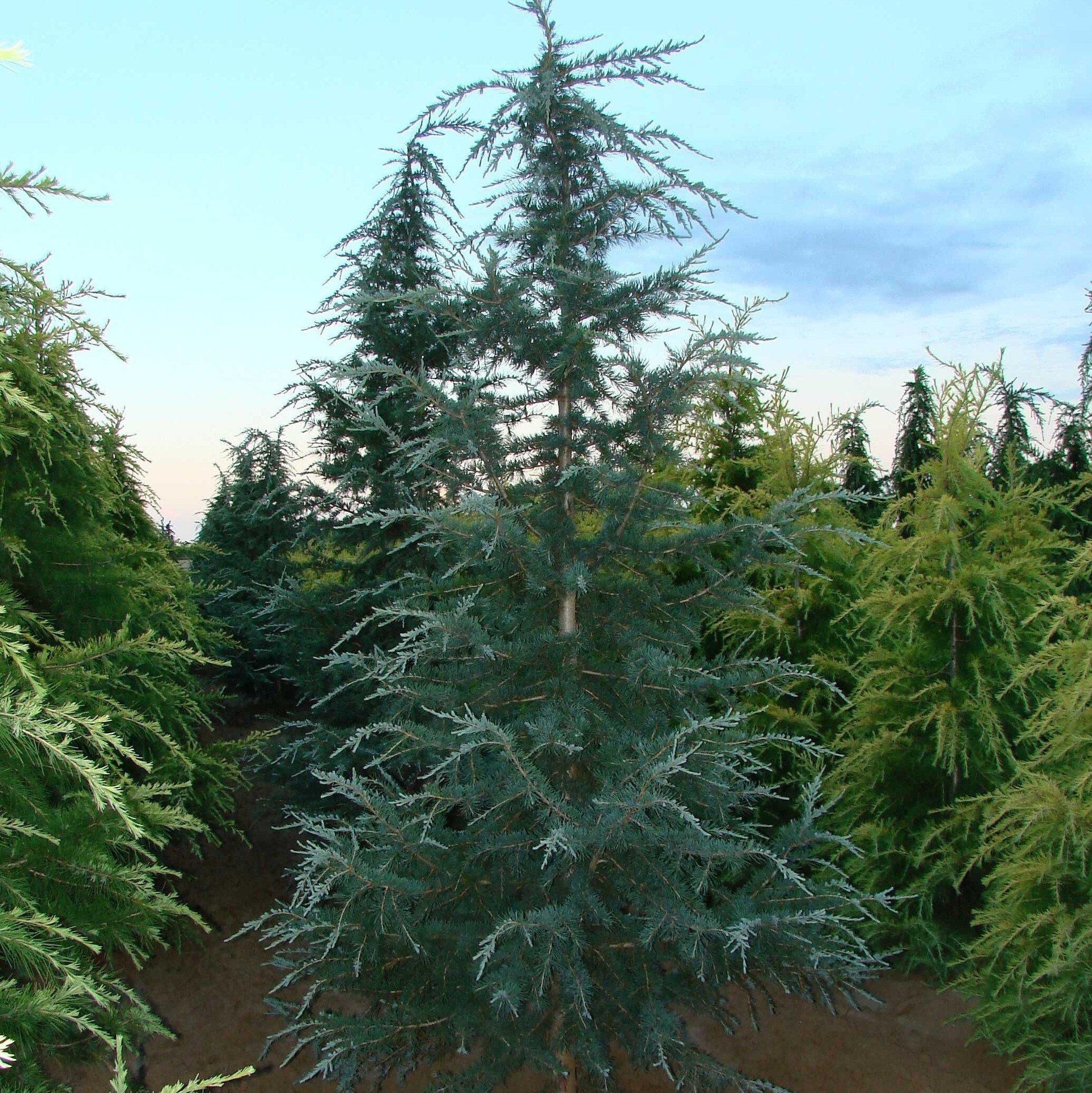 Cedrus deodara 'Karl Fuchs' ~ Karl Fuchs Deodar Cedar, Himalayan