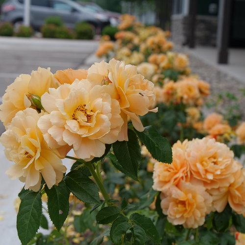 Rosa 'HORCOGJIL' PP 27541 ~ Ganadores probados® Color Choice® At Last® Rose