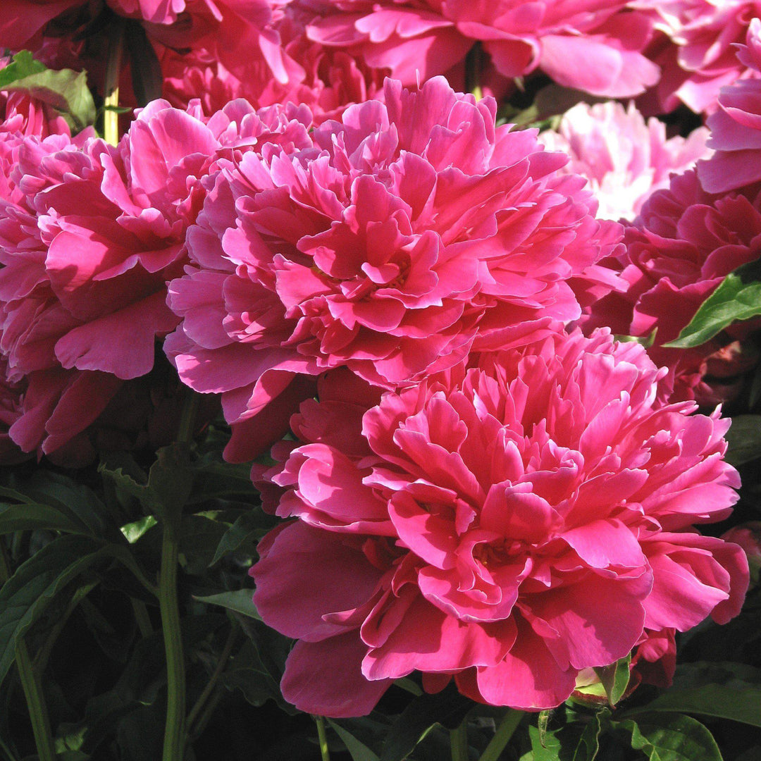 Paeonia lactiflora 'Victoire de la Marne' ~ Victoire de la Marne Peony