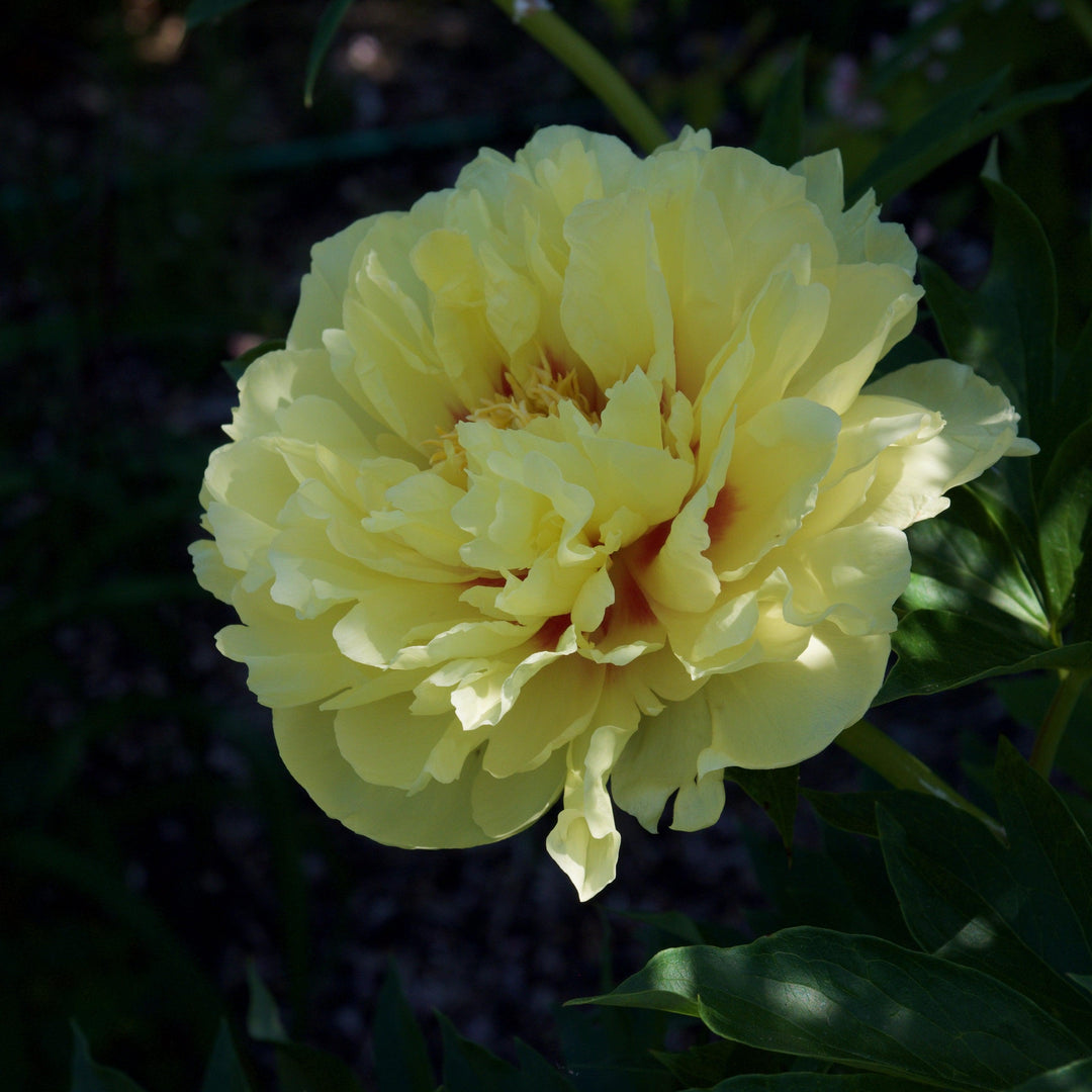 Paeonia 'Bartzella' ~ Bartzella Itoh Peony