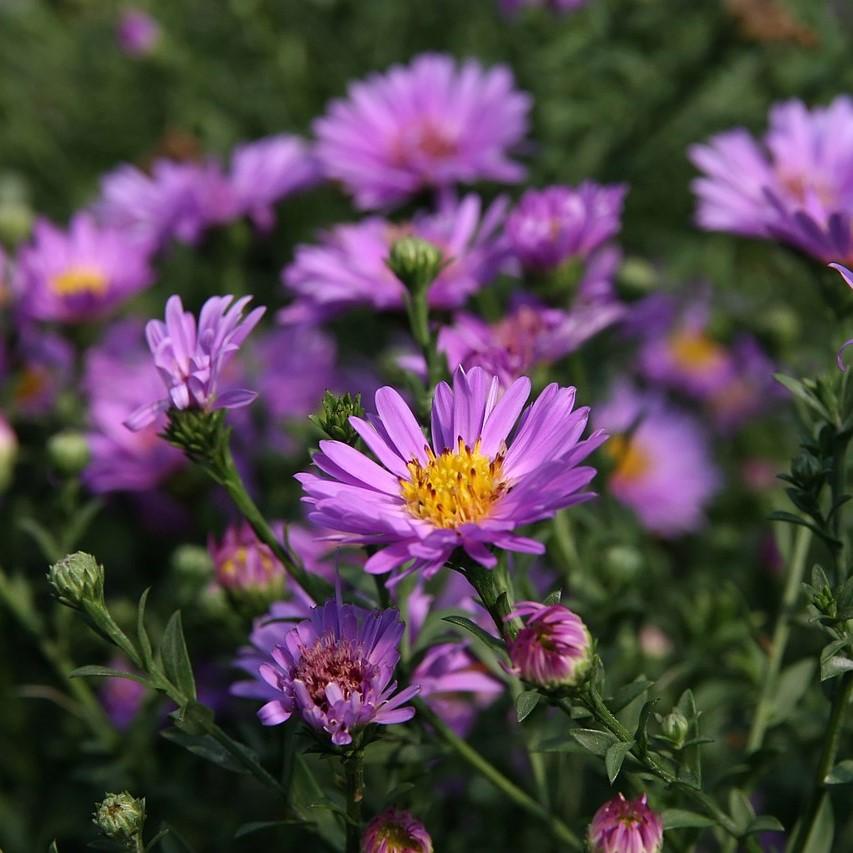 Aster dumosus 'Wood's Purple' ~ Woods Purple Aster – JTSOP Farms