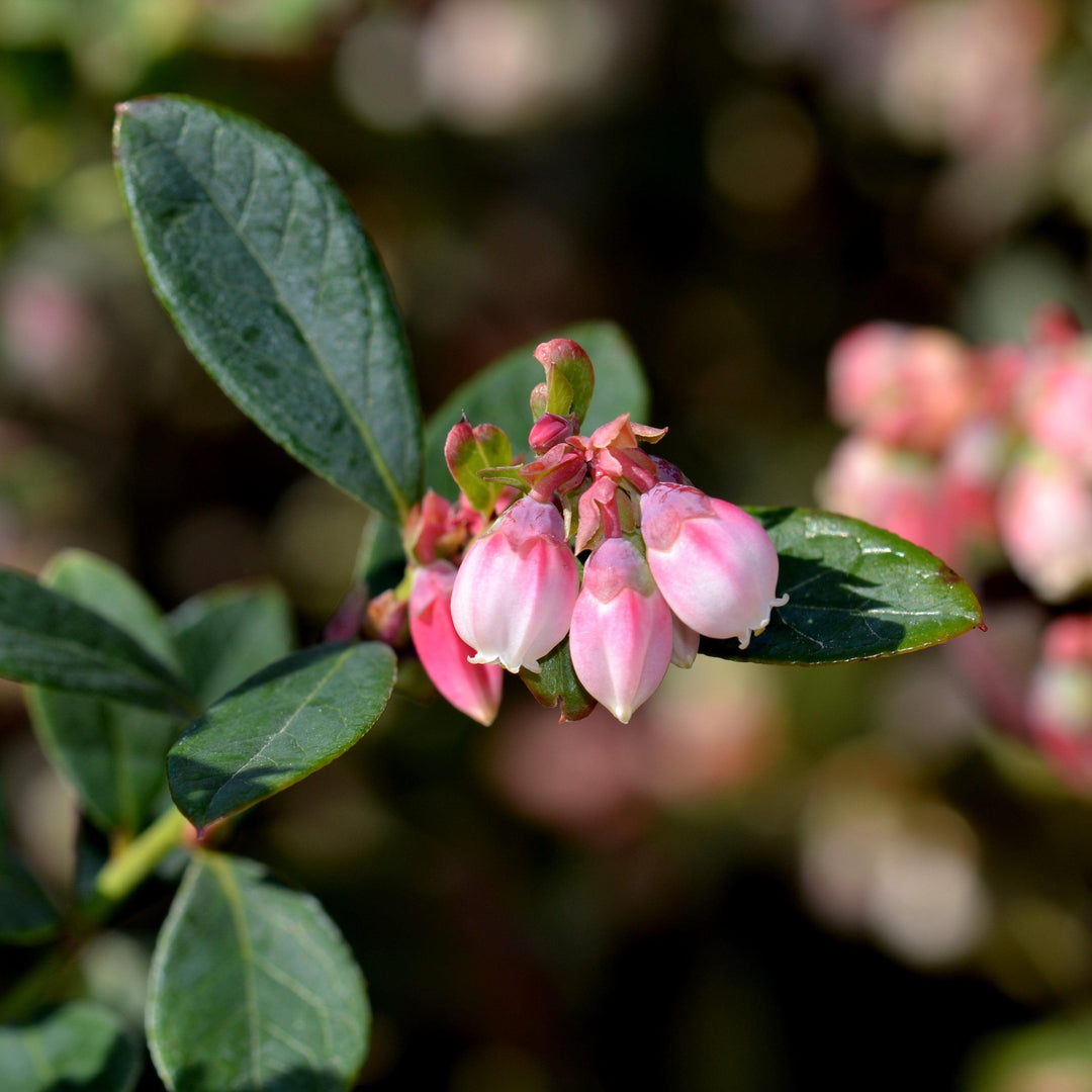 Vaccinium x 'Sunshine Blue' ~ Sunshine Blue Blueberry