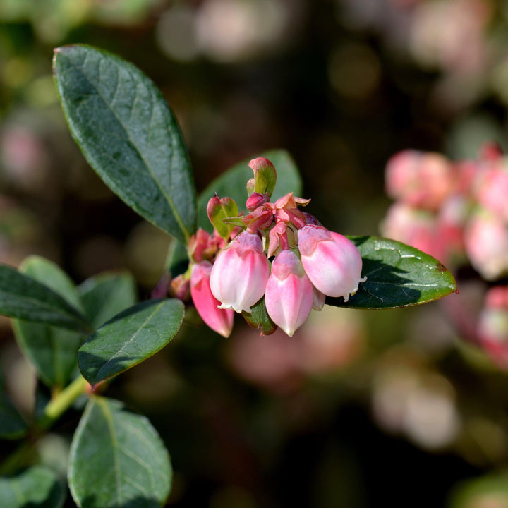 Vaccinium x 'Sunshine Blue' ~ Sunshine Blue Blueberry
