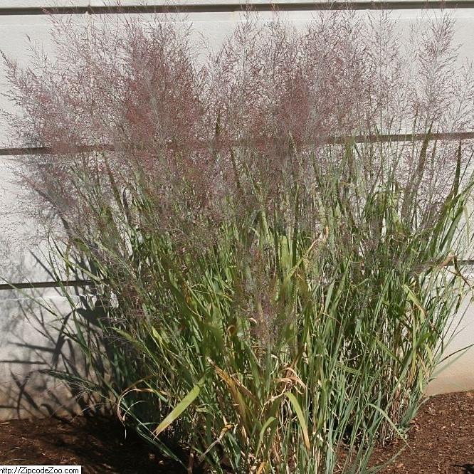 Panicum virgatum 'Dallas Blue' ~ Dallas Blue Switch Grass