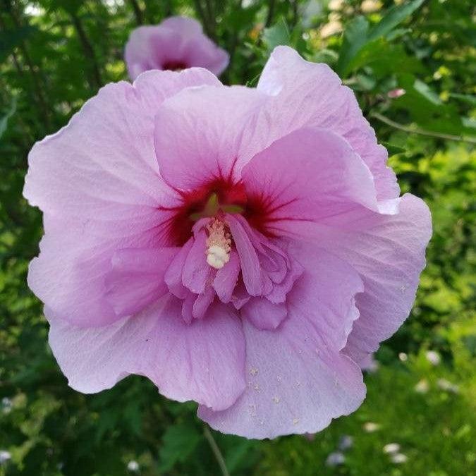 Hibiscus syriacus 'Mineru' ~ First Editions® Tahiti™ Hibiscus