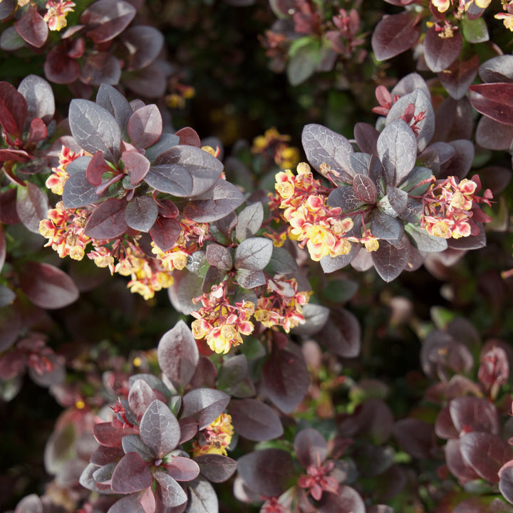 Berberis thunbergii 'Concorde' ~ Agracejo Concorde