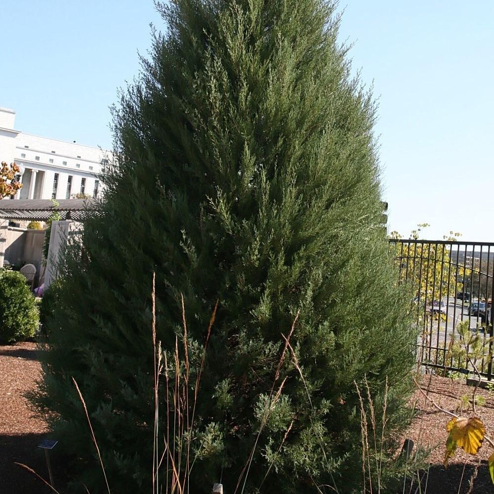Juniperus virginiana 'Burkii' ~ Cedro rojo Burkii
