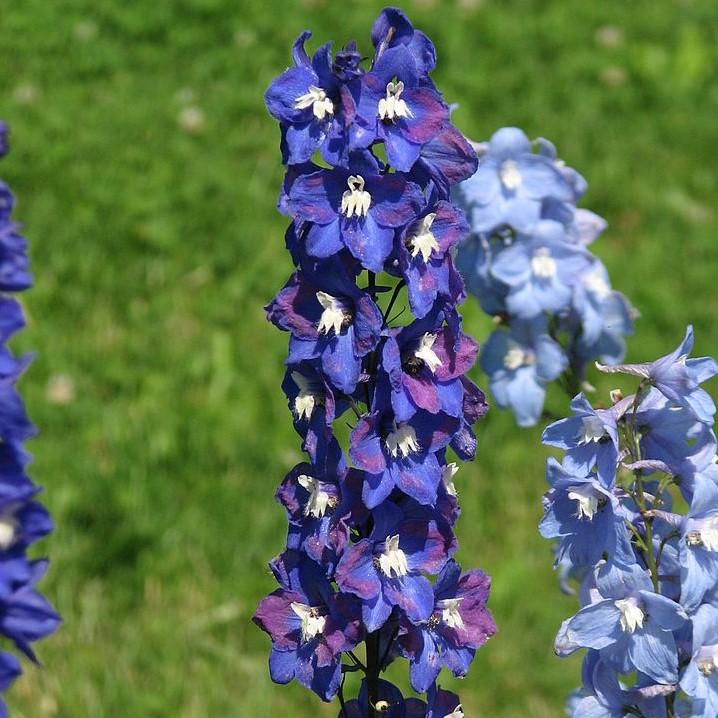 Delphinium 'M.F. Dark Blue Dark Bee' ~ Magic Fountain Dark Blue/Dark Bee Delphinium