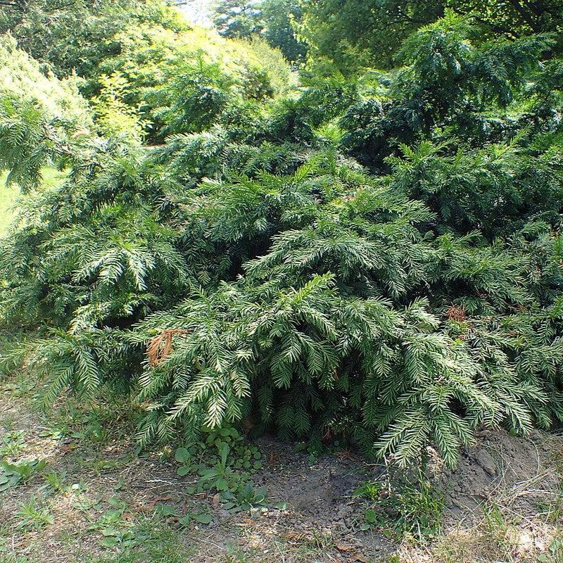 Taxus baccata 'Repandens' ~ Spreading Yew