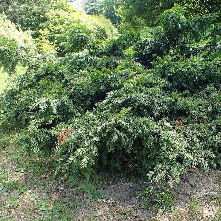 Taxus baccata 'Repandens' ~ Spreading Yew