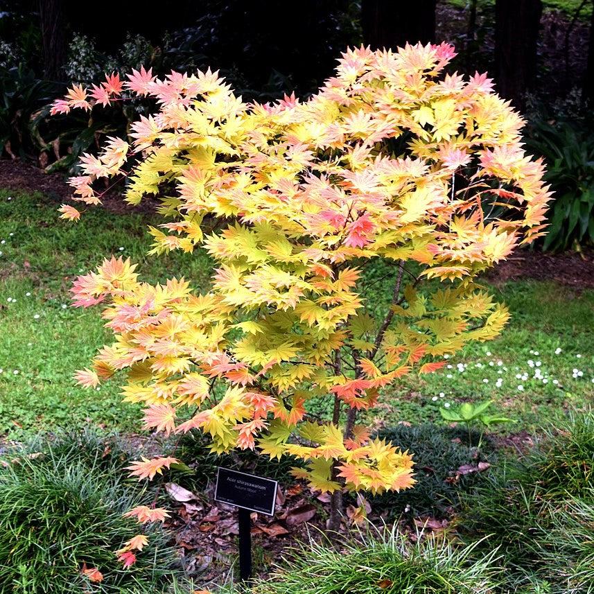 Acer shirasawanum 'Autumn Moon' ~ Autumn Moon Japanese Maple