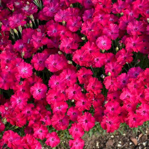 Dianthus 'Paint the Town Red' ~ Paint the Town Red Dianthus