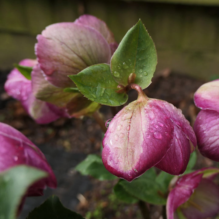 Helleborus 'EPB 25' ~ Frostkiss® Glenda's Gloss® Hellebore