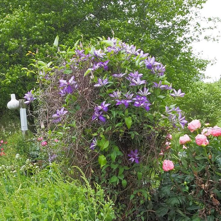 Clematis 'The President' ~ The President Clematis