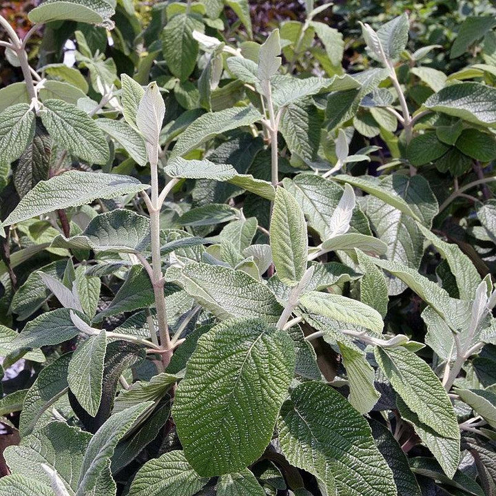 Viburnum × rhytidophylloides 'Alleghany' ~ Alleghany Viburnum