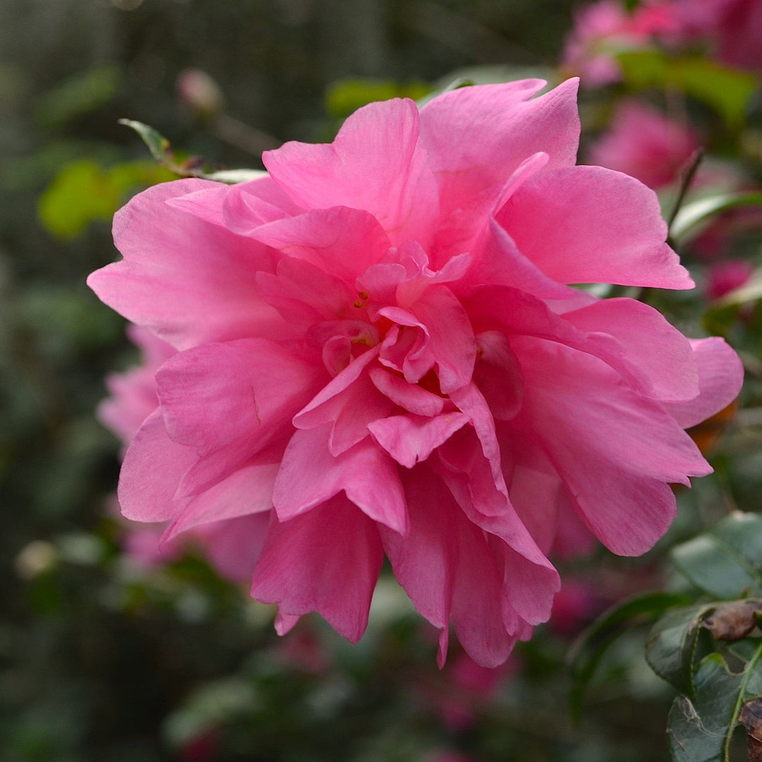 Camellia sasanqua 'W.M. Lanier Hunt' ~ W.M. Lanier Hunt Camellia