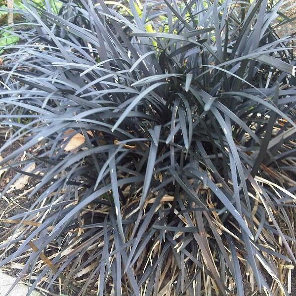 Ophiopogon planiscapus 'Ebknizam' ~ Ebony Knight™ Black Mondo Grass