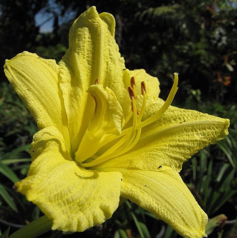 Hemerocallis 'Gail's Fragrant Treasure' ~ Gail's Fragrant Treasure